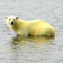 Александр Ваганов