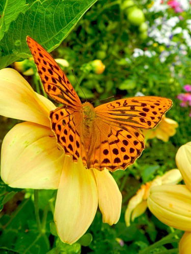 Елена Портянко