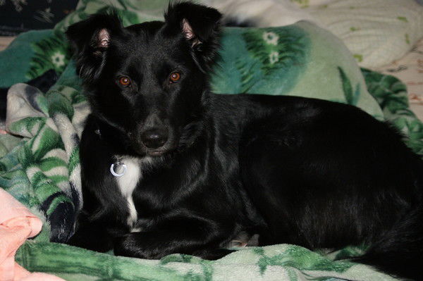 Ирина Орловская