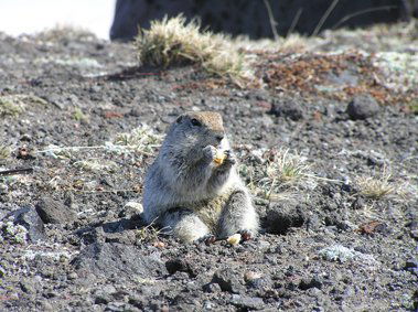 Елена Мартиросьянц