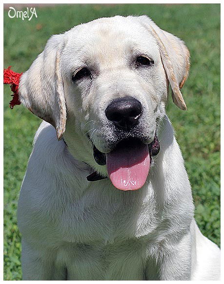 Катя Янкевич