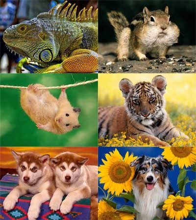 Домашние Любимцы Магазин