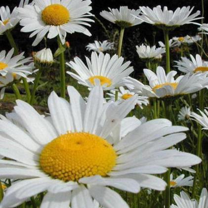 Наталия Долгих