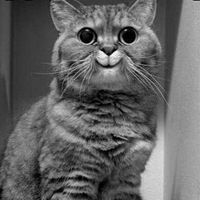 Миша Чижиков