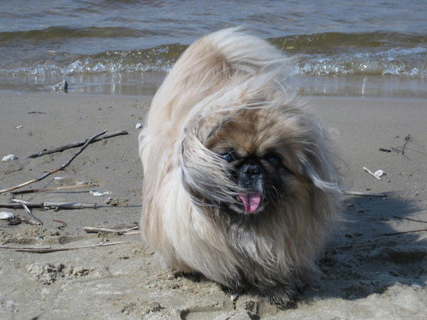 Павел Попов