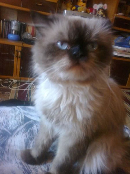 Evqeniya Perehodceva