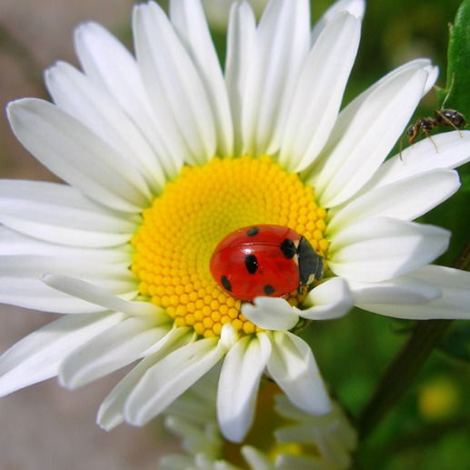 Наталия Бородаенко