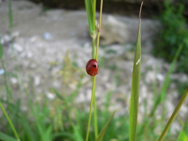 Киса Кисюня