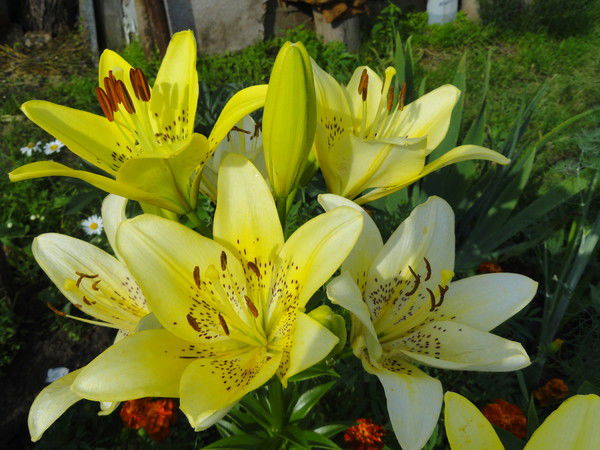 Любовь Пчелина