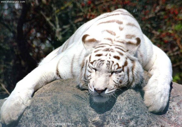 Эдуард Самарин