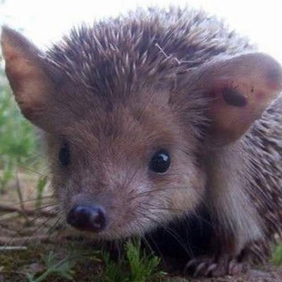 Артем Волосевич