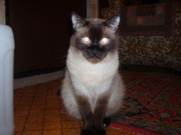 Александр Митрофанов