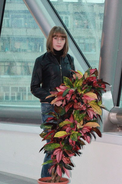 Елена Воронова