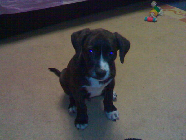 Евгений Голобанов