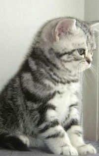 Ольга Чистоусова