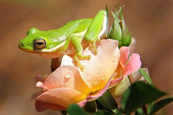 Нина Самойлова