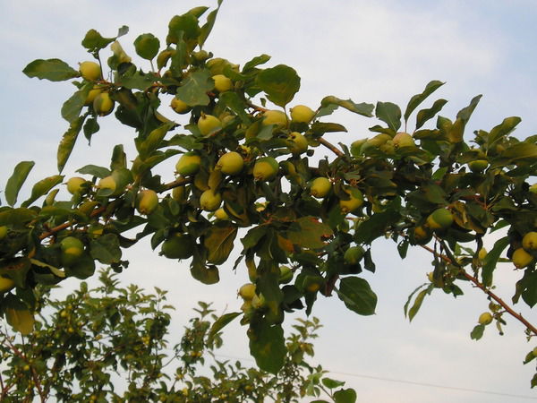 Аширдин Мустафаев