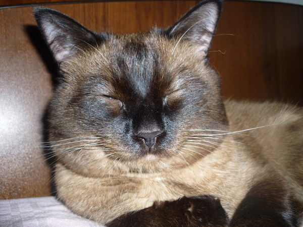 Геннадий Кочелаевский