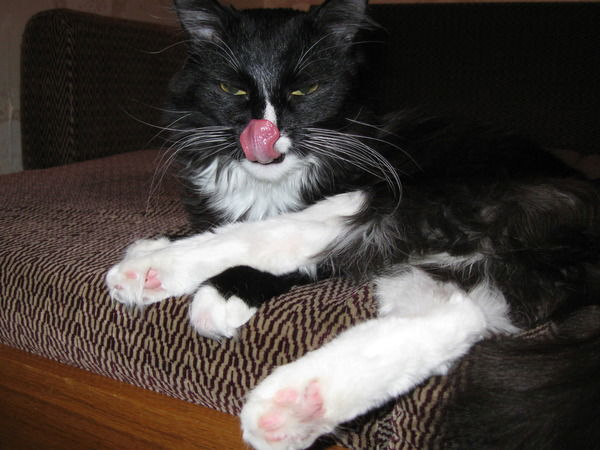 Вячеслав Котарев