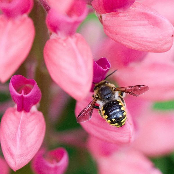 Ольга Бучковская