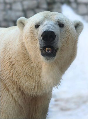 Олег Берестов