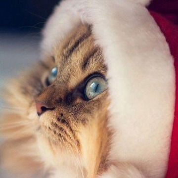 Светлана Новикова