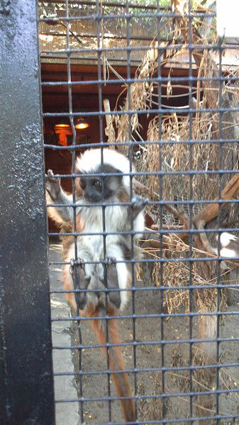 Ирина Неклюдова