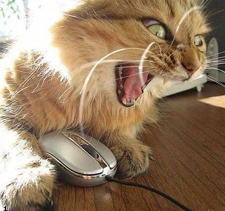 Наталья Инина