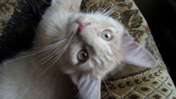 Евгения Головина