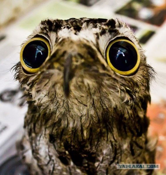 Андрей Богданов