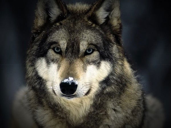 Татьяна Казанцева