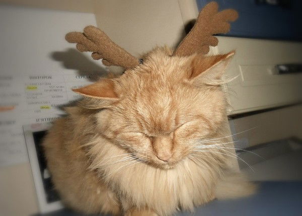 Оля Романова