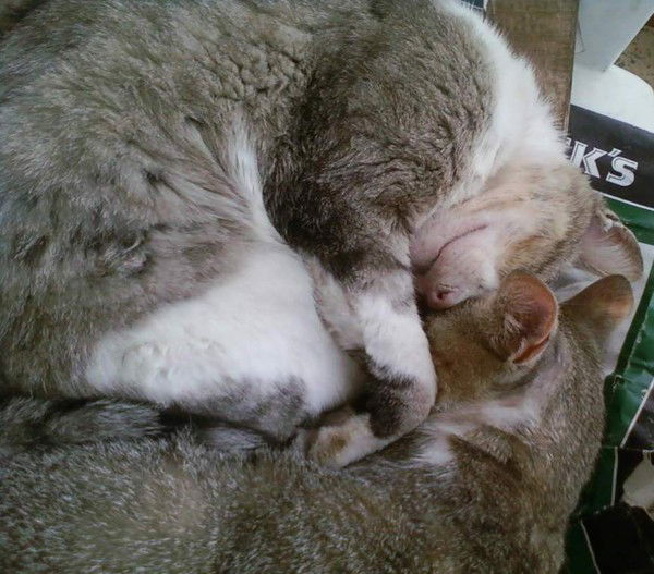 Наташа Ульянова