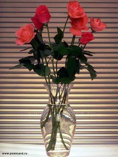 Лариса Алименко