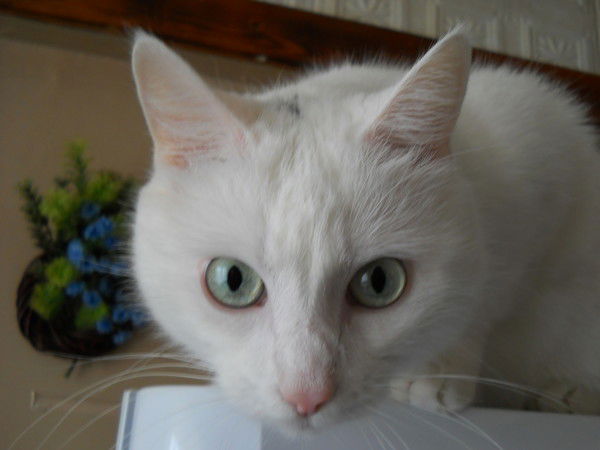 Ольга Осипова