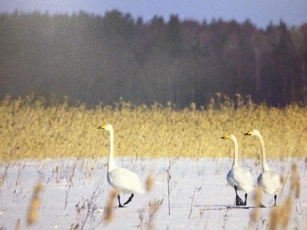 Алексей Щаев