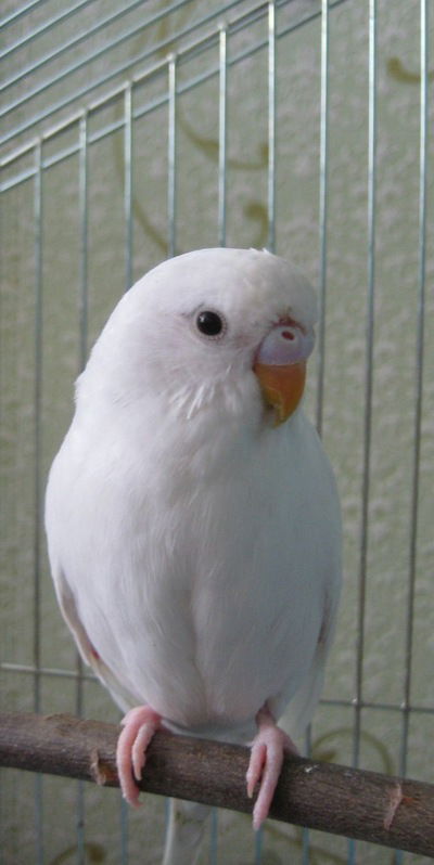 Анастасия Дорох