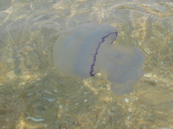 Денис Саютин