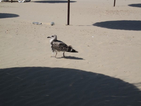 Вадим Плугин