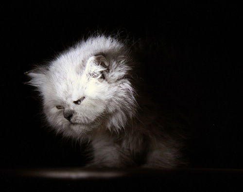 Максим Пиянзин