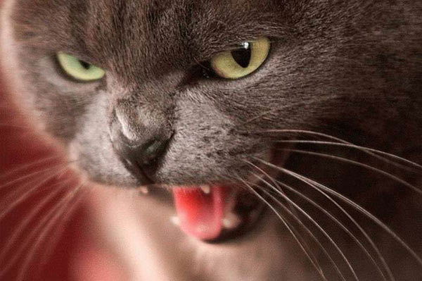 Марина Путята