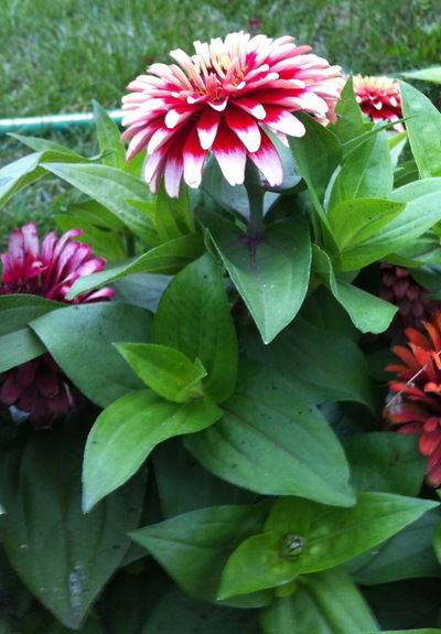 Наталья Чекина