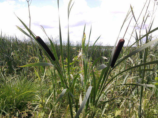 Nellja Es Gejt Mir Gut