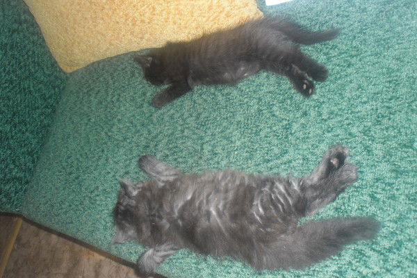 Ольга Путилова