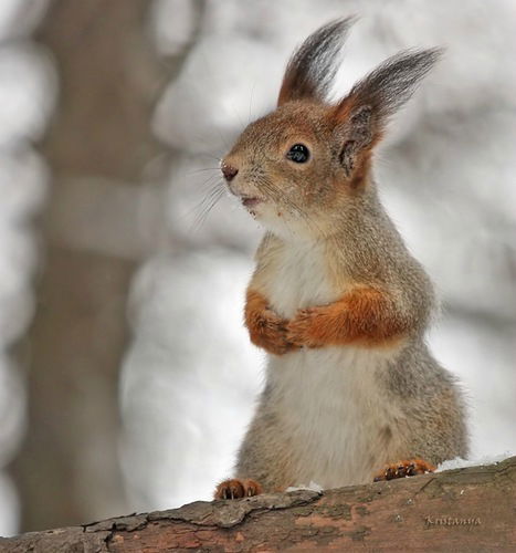 Алина Суховей