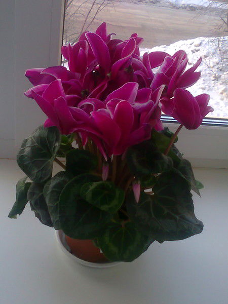 Наталья Булашова