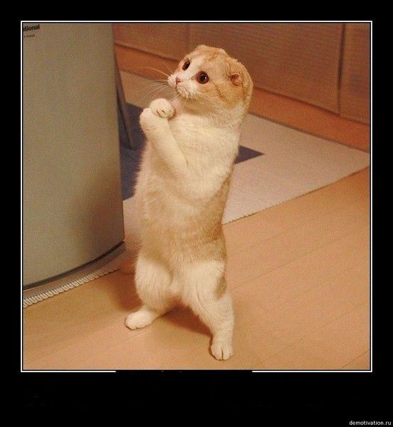 Лёня Волков