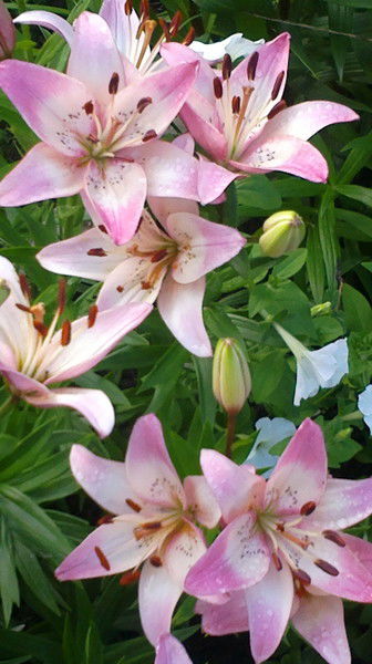 Лилия Львова