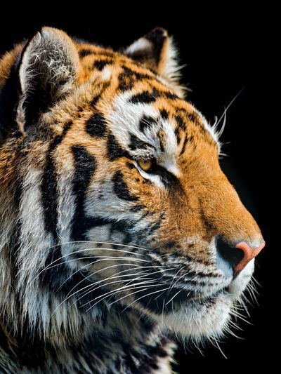 Данил Селютин