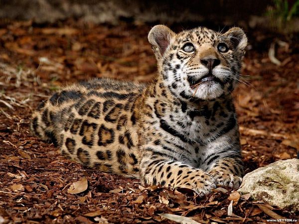 Ольга Котова